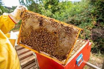 Honeycomb with honey