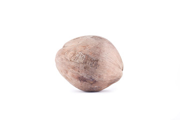 ripe coconut seeding on white background planting agriculture isolated
