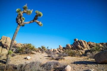 Joshua Trees in Joshua Tree National Park