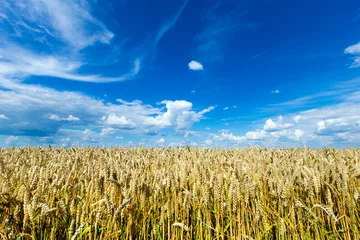 Crédence de cuisine en verre imprimé Campagne golden wheat field and sunny day