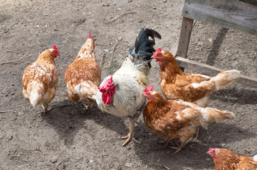 Rooster and chickens walk in the yard