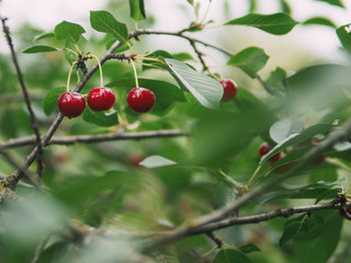 Cherry branch in the garden