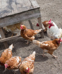Rooster and chickens walk in the yard