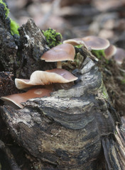 Gymnopus ocior mushroom