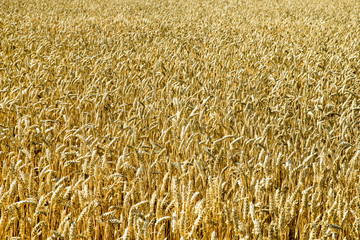 Wheat field.  Nature Sunset Landscape.