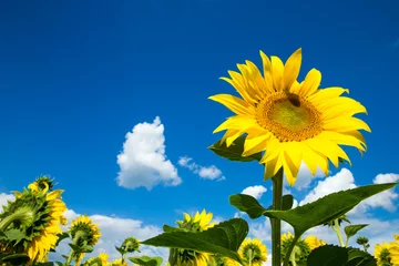 Papier Peint photo Tournesol Sunflower field with cloudy blue sky