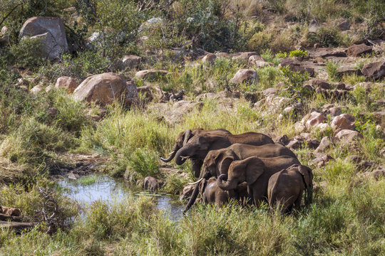 African bush elephant in Kruger National park, South Africa