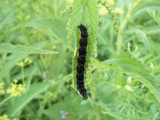 caterpillar