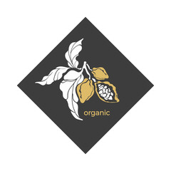 Vector cocoa logo. Symbol of chocolate tree