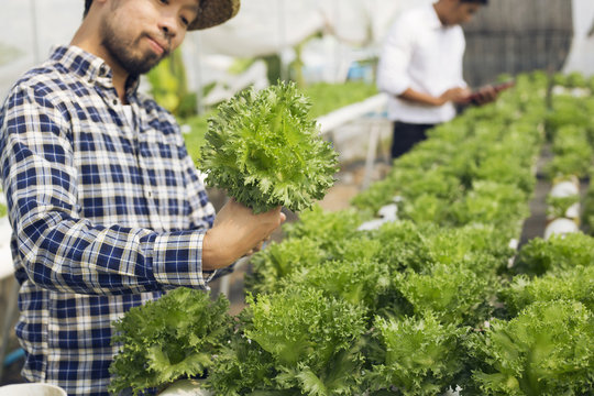 Asian Farmers Are Examining The Growth Of Vegetables In A Hydroponics Farm