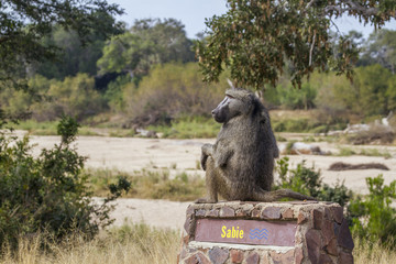 Chacma baboon in Kruger National park, South Africa