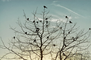 Birds in the morning light perched on the upper limbs of a tree.