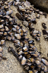 Wild Mussels on a Rock