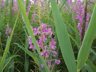 Fototapeta premium Ivan Chai and bumblebee