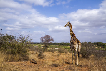 Giraffe in Kruger National park, South Africa