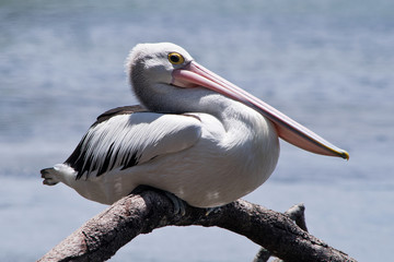 Australian pelican on the twig in the wilderness