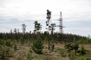 Obraz premium Electricity pylon in forest