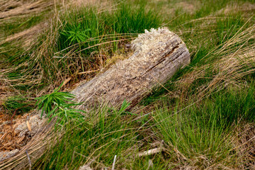 Rotten wooden log