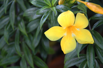 Yellow daisy with a beautiful green background.