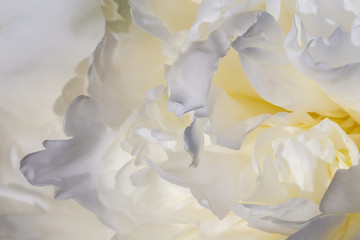 Fototapeta na wymiar A background of white peon petals. A garden of white peonies. 