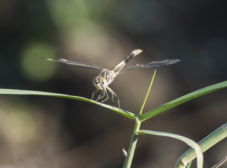 Closeup detail of wandering glider dragonfly on blade of grass