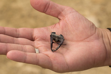 dry head of stag beatle in male hand