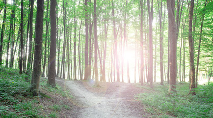 Obraz premium forest trees. nature green wood sunlight backgrounds