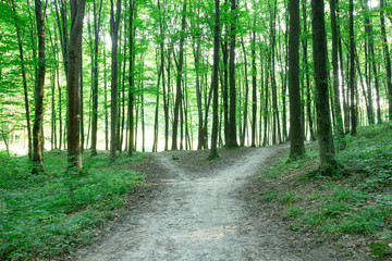 Fototapeta premium Forest trees. nature green wood sunlight backgrounds