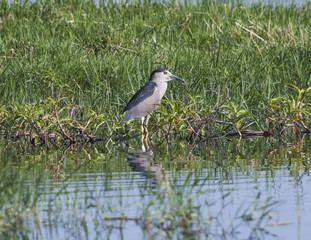 Night heron stood in reeds of river marshland