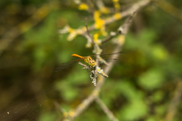 dragonfly sitting on the branch green bokeh