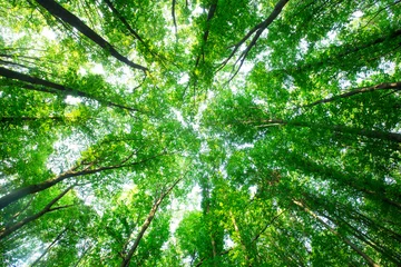 Wandcirkels aluminium Bos bomen. natuur groen hout zonlicht achtergronden © Pakhnyushchyy