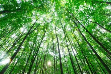Obraz na płótnie Canvas Forest trees. nature green wood sunlight backgrounds