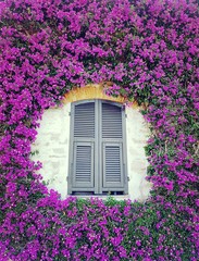 Fototapeta na wymiar finestra tra i fiori viola