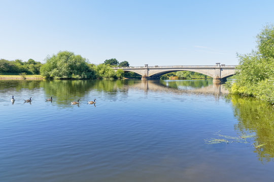 Canada Geese paddling across the calm River Trent at Gunthorpe on a cloudless summer morning.
