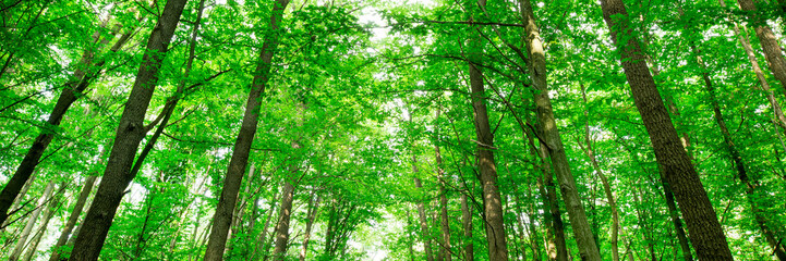 forest trees. nature green wood sunlight backgrounds