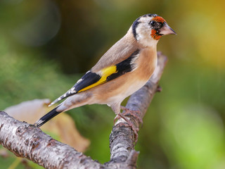 European gold finch (Carduelis carduelis) in the forest