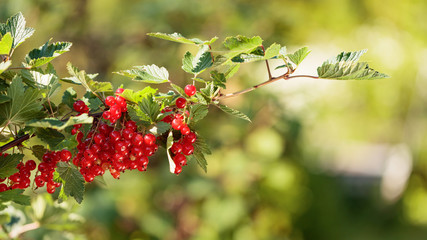Redcurrants on the bush branch in the garden.