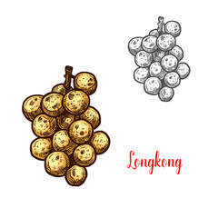 Longkong vector sketch exotic fruit