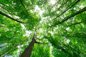 Foto op Plexiglas forest trees. nature green wood sunlight backgrounds © Pakhnyushchyy