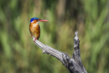 Malachite kingfisher in Kruger National park, South Africa ; Specie Corythornis cristatus family of...