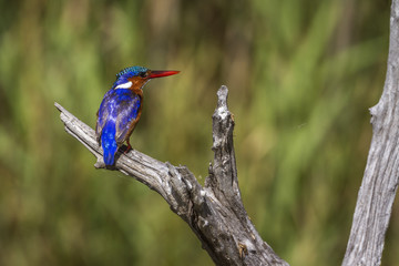 Malachite kingfisher in Kruger National park, South Africa ; Specie Corythornis cristatus family of Alcedinidae