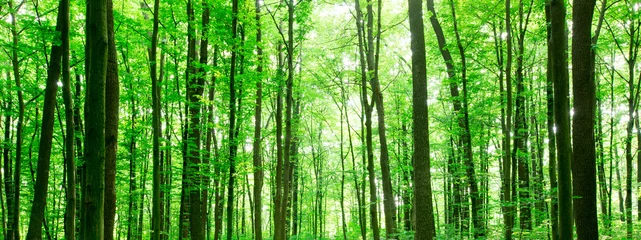 Foto op Plexiglas bos bomen. natuur groen hout zonlicht achtergronden © Pakhnyushchyy