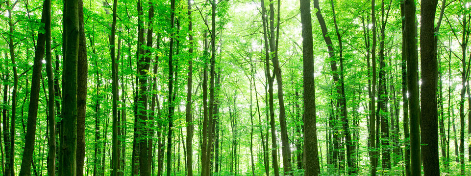Fototapeta forest trees. nature green wood sunlight backgrounds