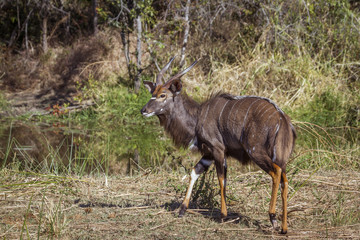 Nyala in Kruger National park, South Africa ; Specie Tragelaphus angasii family of Bovidae