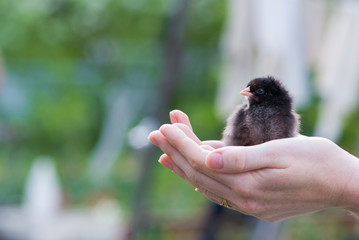 Close up two newborn black chicken on the hand of woman and on natural background