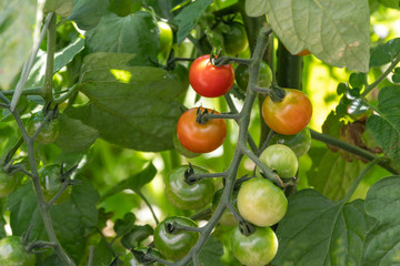 Tomaten in rot und grün am Strauch - Cherry Tomaten