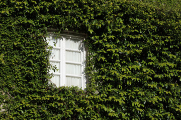 ventana blanca en una fachada cubierta de hiedras
