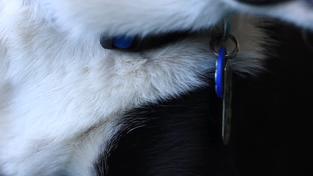 Close up of dogs collar with id tags on it.