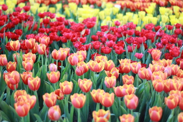 Colorful tulips in the flower garden.
