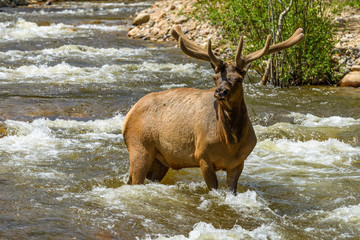 Bull Elk in Spring Creek - A front close-up view of a strong bull elk standing in the middle of a rapid Spring mountain creek. Fall River, Rocky Mountain National Park, Colorado, USA.